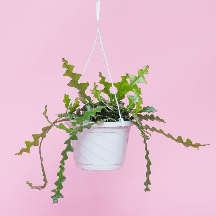 2021-interior-design-trends-fishbone-cactus-houseplant 